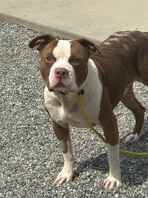 Cash - American Staffordshire Terrier