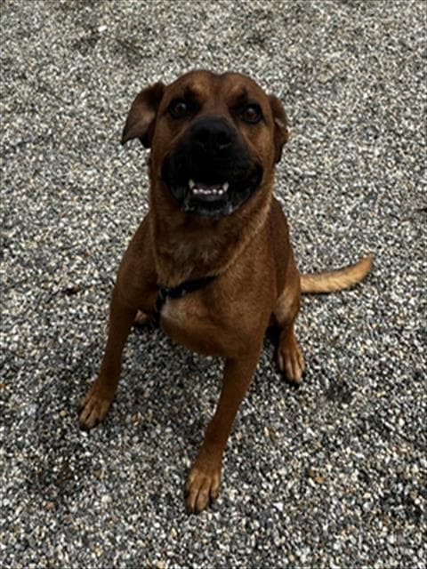 Roger - American Staffordshire Terrier