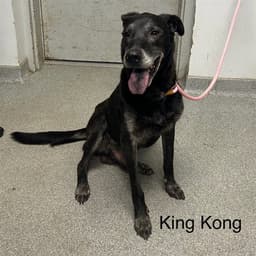 King Kong image 1