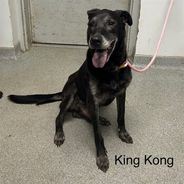 King Kong - Labrador Retriever