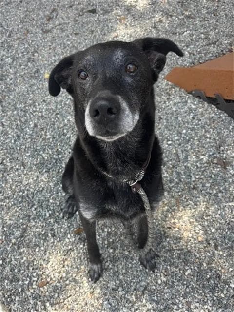 King Kong - Labrador Retriever