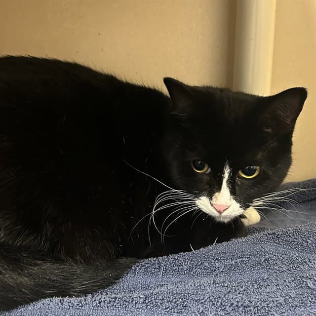 Mittens - Domestic Short Hair