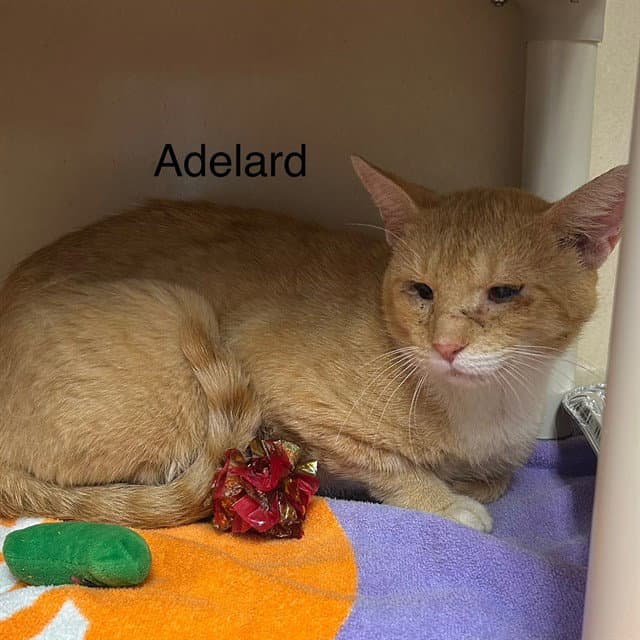 Adelard - Domestic Short Hair