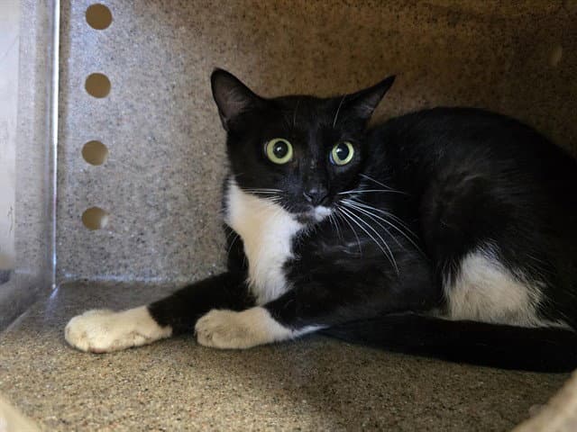 Donnatella - Domestic Short Hair
