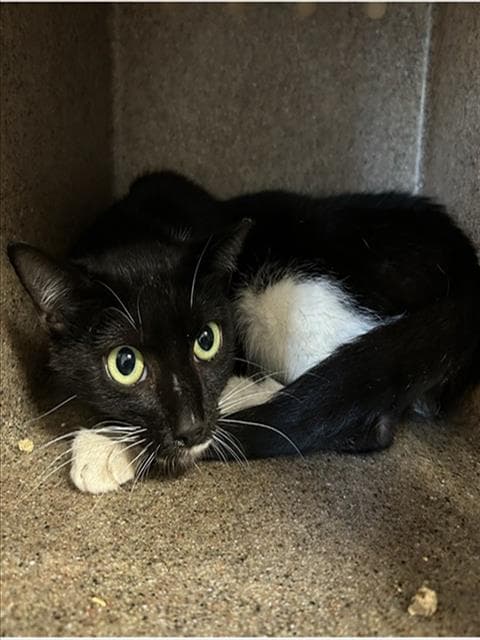 Donnatella - Domestic Short Hair