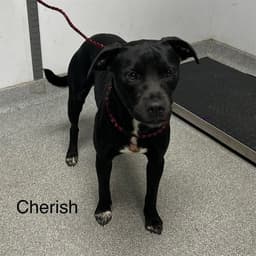 Cherish image 1