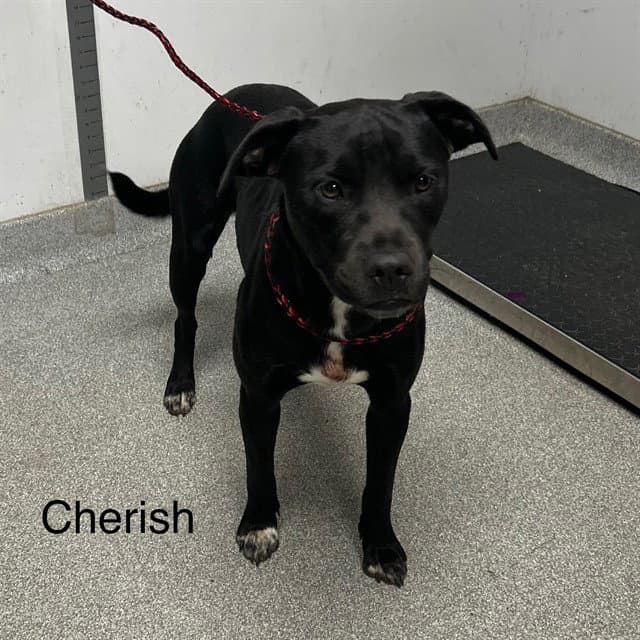 Cherish - Australian Cattle Dog/Blue Heeler