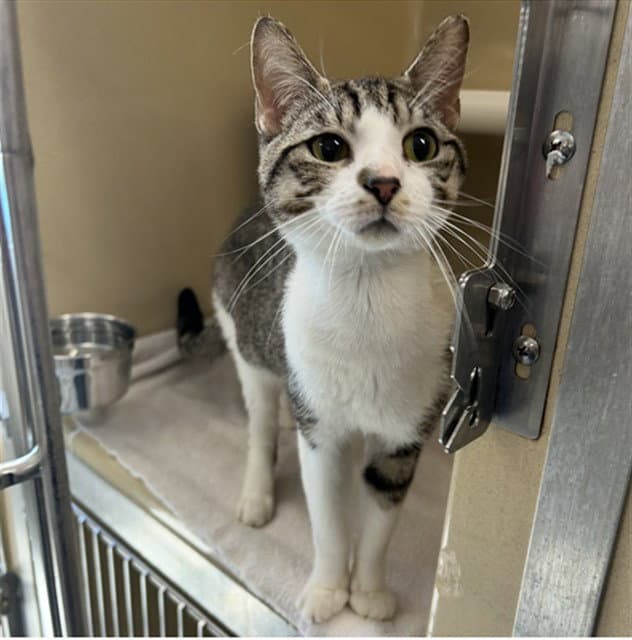 Bone - American Shorthair