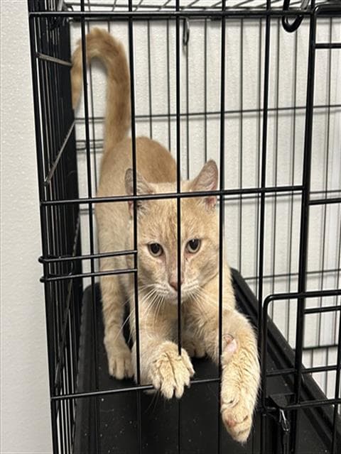 Wells - Domestic Short Hair