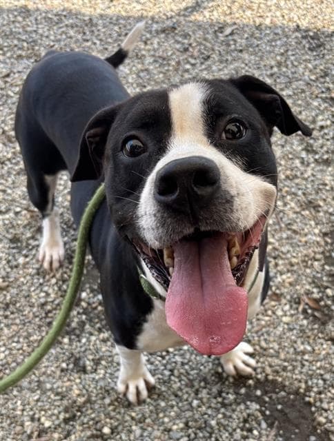 Jacks - American Staffordshire Terrier