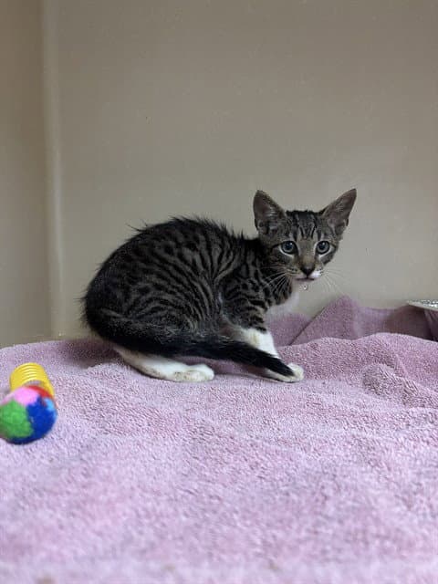Chester - Domestic Short Hair