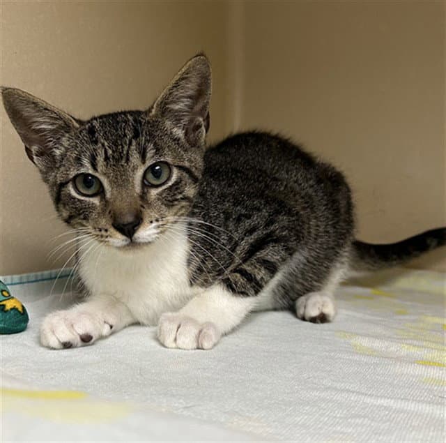 Chester - Domestic Short Hair