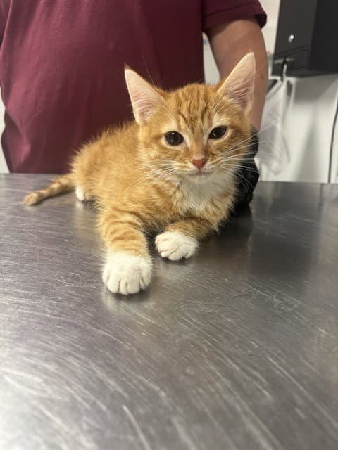 Kirby - Domestic Short Hair