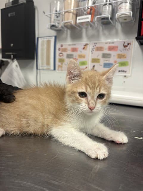 Freddie - Domestic Short Hair