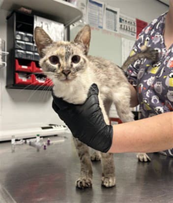 Punch - Domestic Short Hair