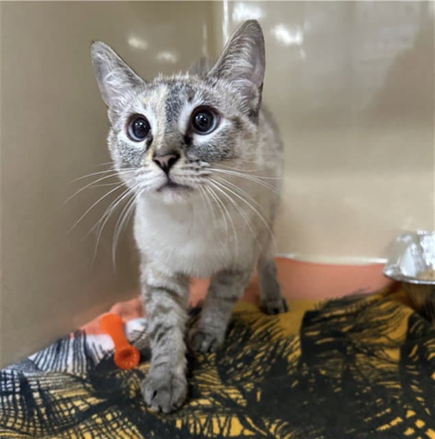 Punch - Domestic Short Hair