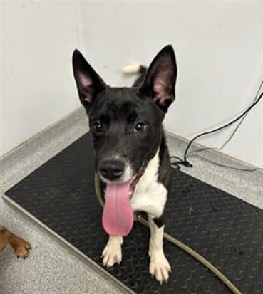 Zuzu - Pit Bull Terrier