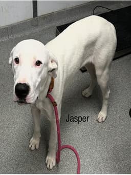 Jasper image 1
