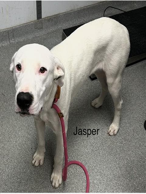 Jasper - Dogo Argentino