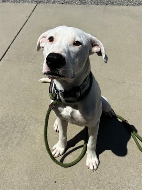 Jasper - Dogo Argentino