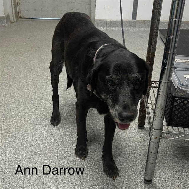 Ann Darrow - Labrador Retriever