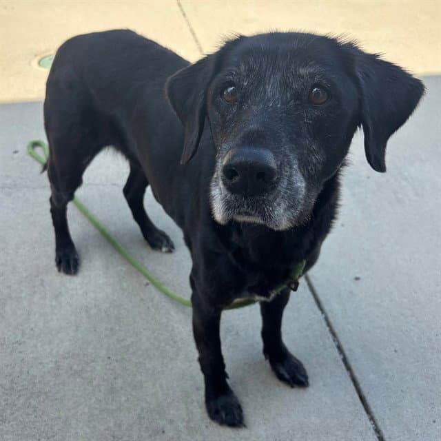 Ann Darrow - Labrador Retriever