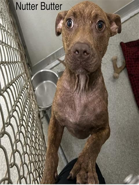 Nutter Butter - Pit Bull Terrier