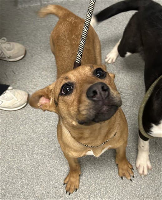 Jupiter - Pit Bull Terrier