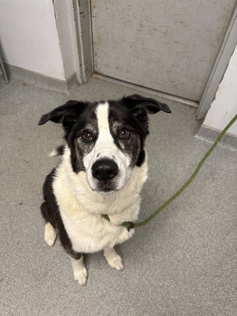 Ruger - Border Collie