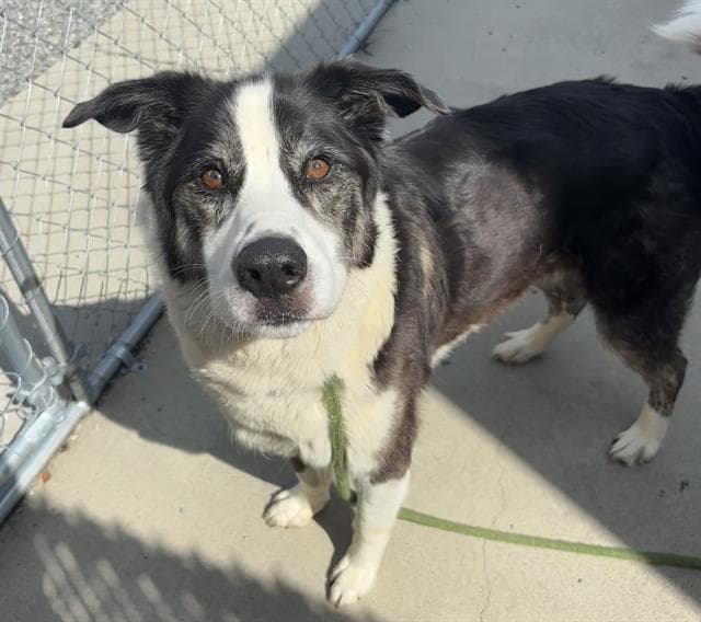 Ruger - Border Collie