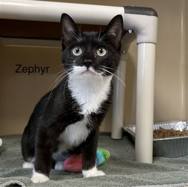 Zephyr - Domestic Short Hair