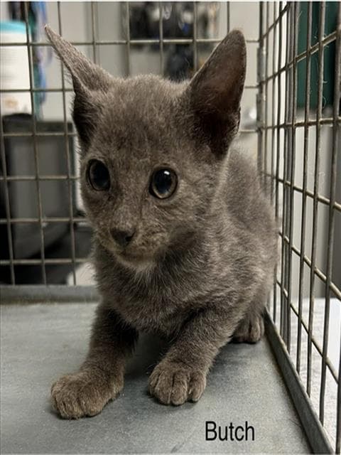 Butch - Domestic Short Hair