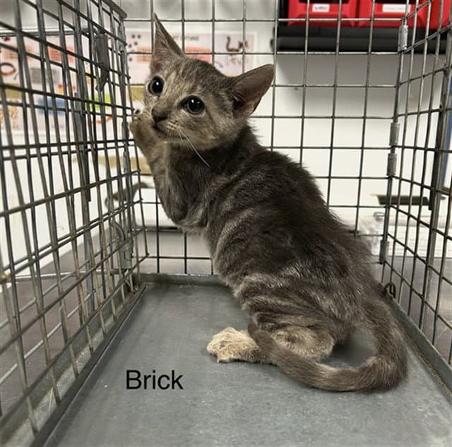 Brick - Domestic Short Hair