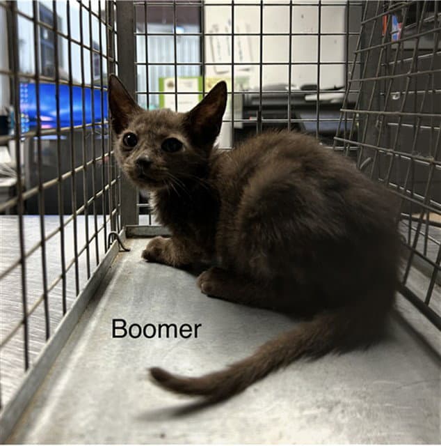 Boomer - Domestic Short Hair
