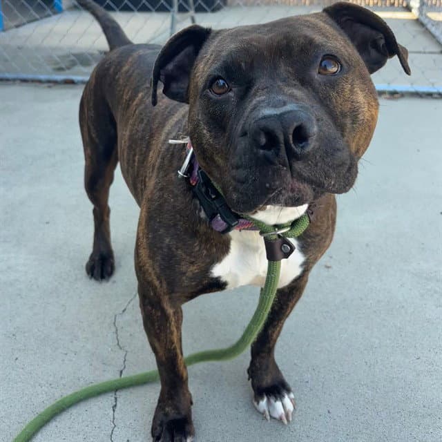 Zoey - American Pit Bull Terrier