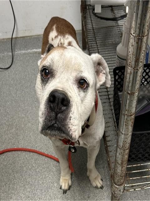 Vicky - American Bulldog