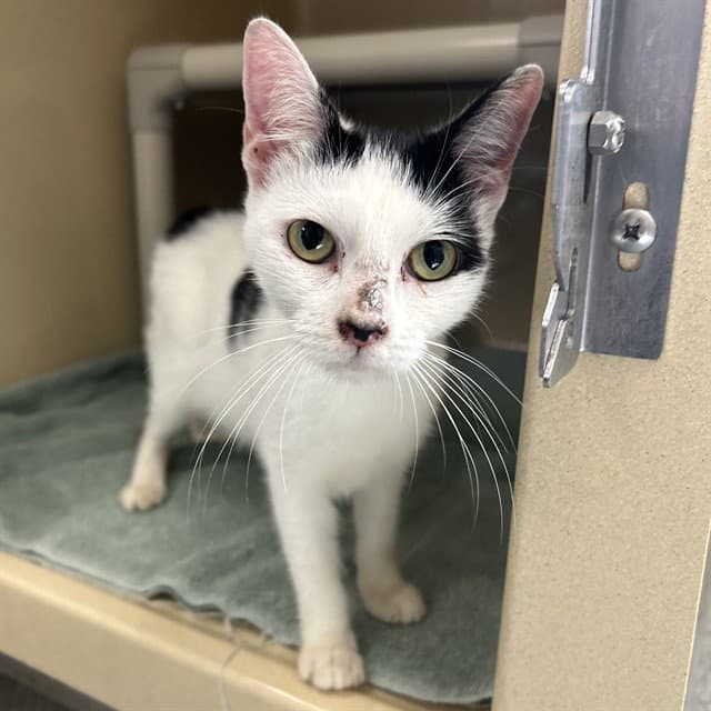 Jynx - Domestic Short Hair