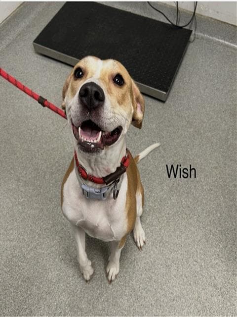 Wish - Treeing Walker Coonhound