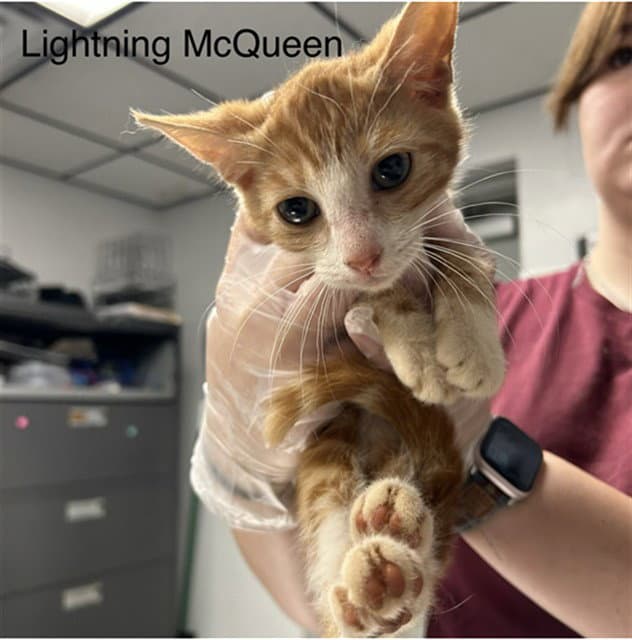 Lightning Mcqueen - Domestic Short Hair