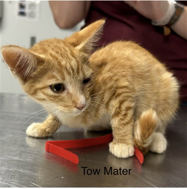 Tow Mater - Domestic Short Hair