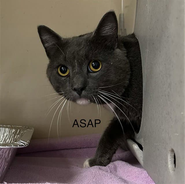 Asap - Domestic Short Hair