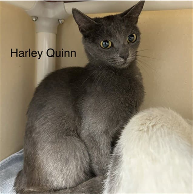Harley Quinn - Domestic Short Hair