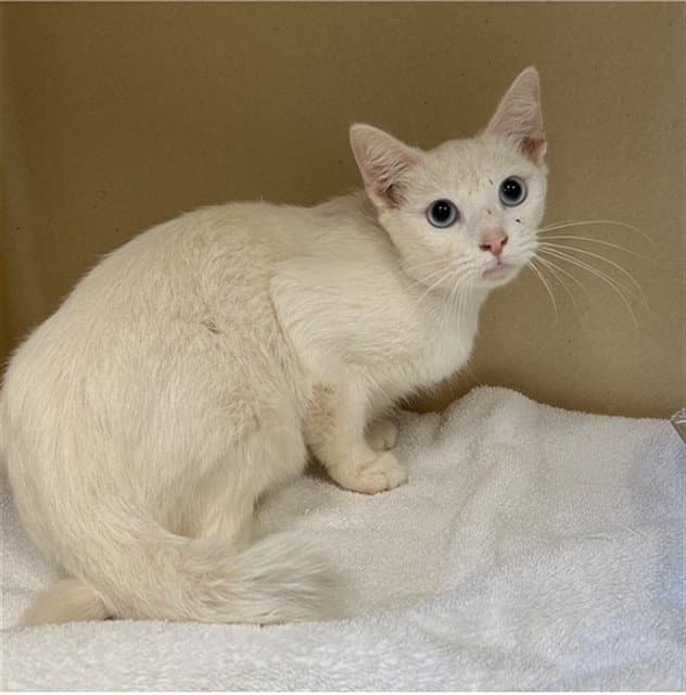 Galaxy - Domestic Short Hair