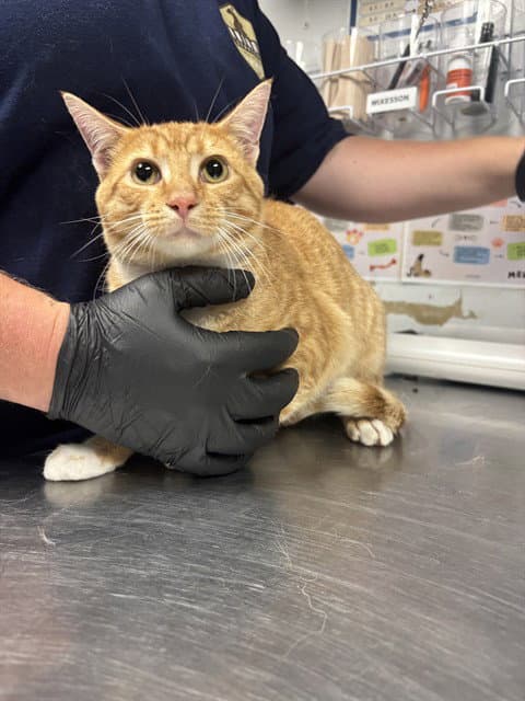 Ace - Domestic Short Hair