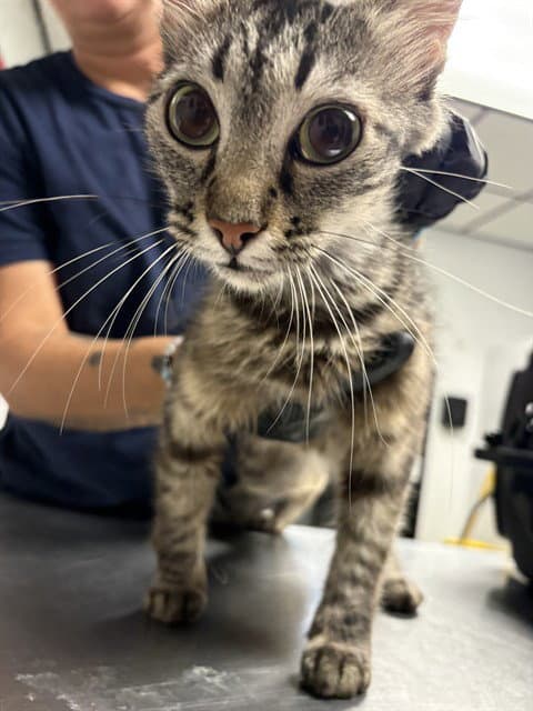 Mocha - Domestic Short Hair