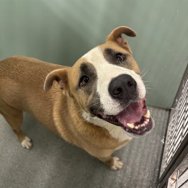 Teddy Bear - American Staffordshire Terrier