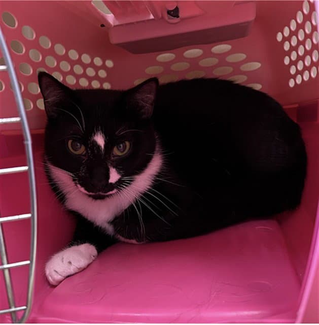 Billie - Domestic Short Hair