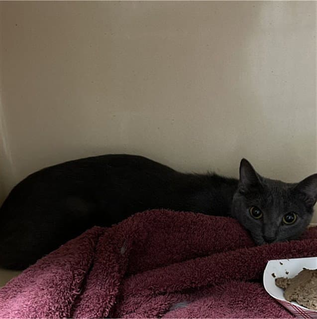 Taylor - Domestic Short Hair