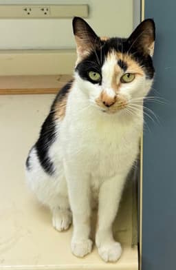 Callie image 1
