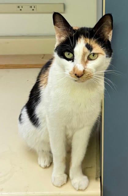 Callie - Calico
